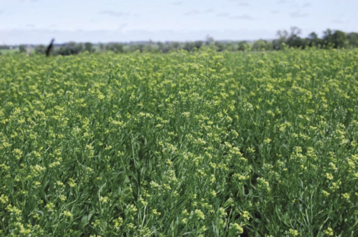 camelina(Liz)1_opt Camelina Field