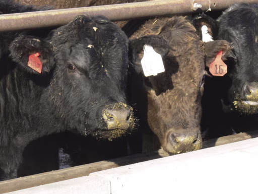 Beef Cattle