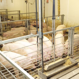 swine