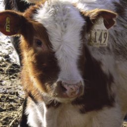 beef cattle