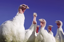 turkey