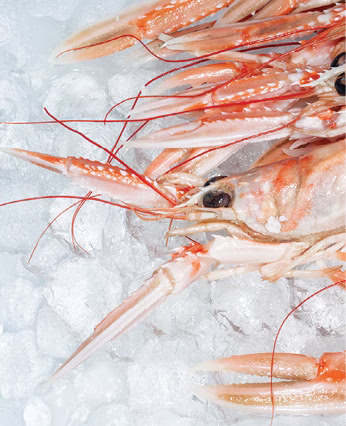 shrimp