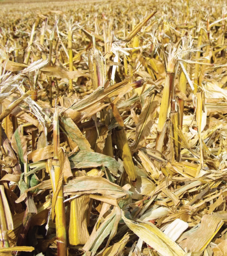 corn_stover