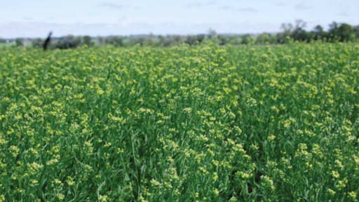 camelina.1 Camelina oil samples