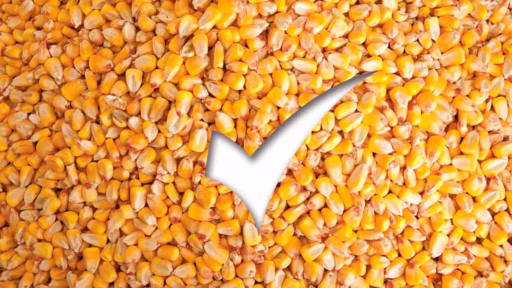 a checkmark on top of a pile of dried corn