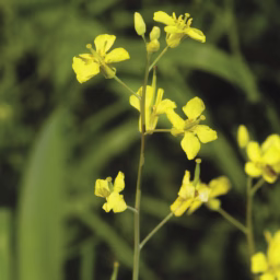 Canola plant