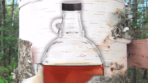 syrup container against a birch tree