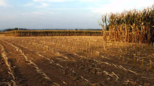 partial field plowed in fall