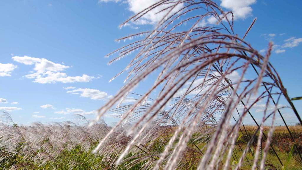 A field of miscanthus