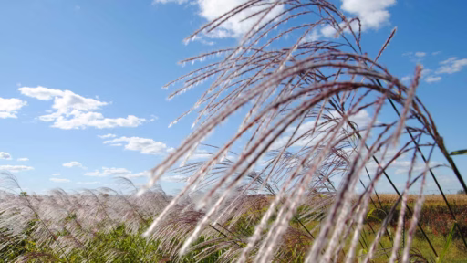 A field of miscanthus