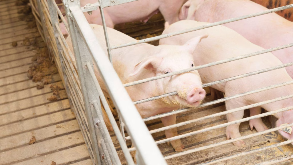 pig looking through cage