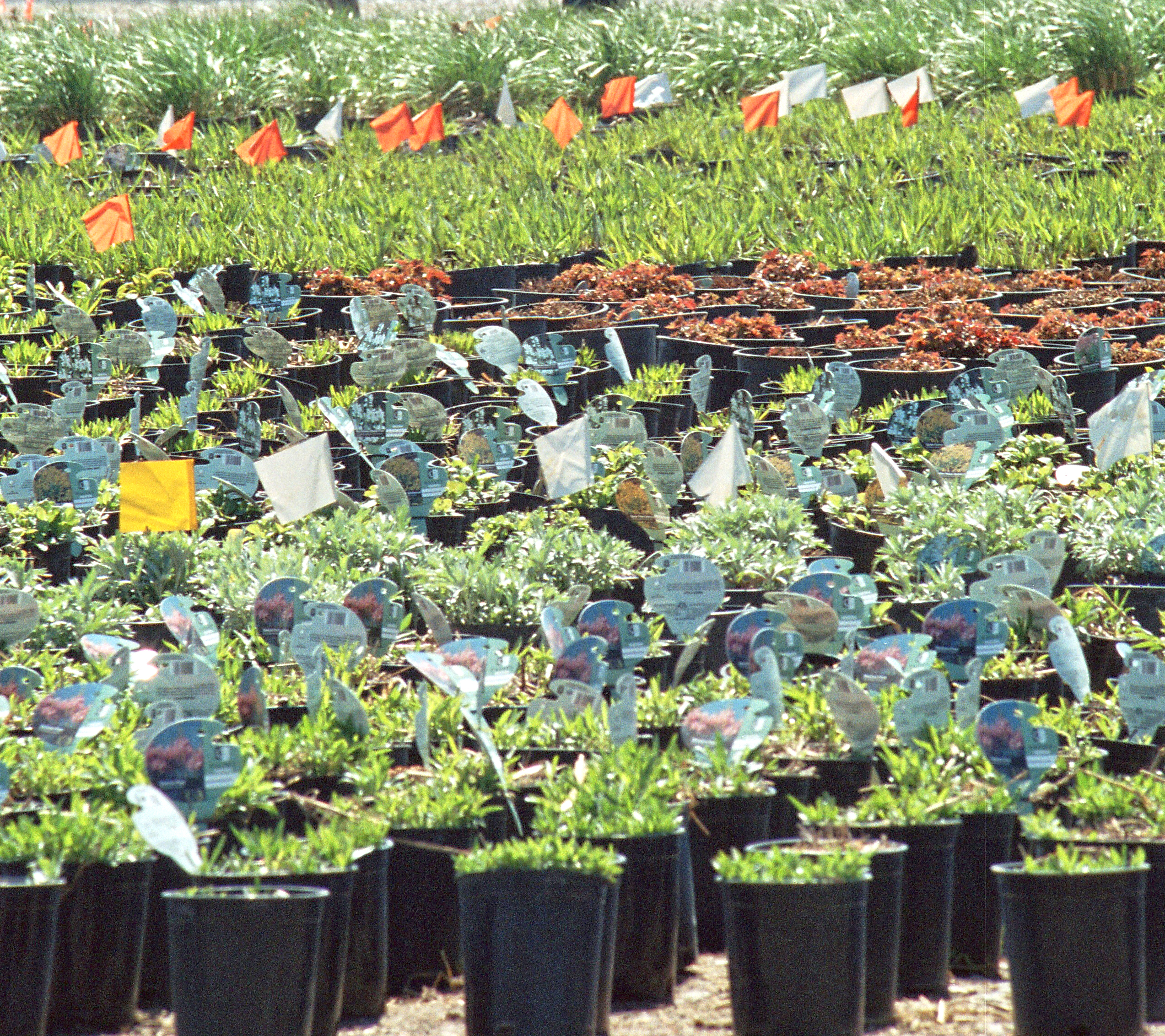Field-production
