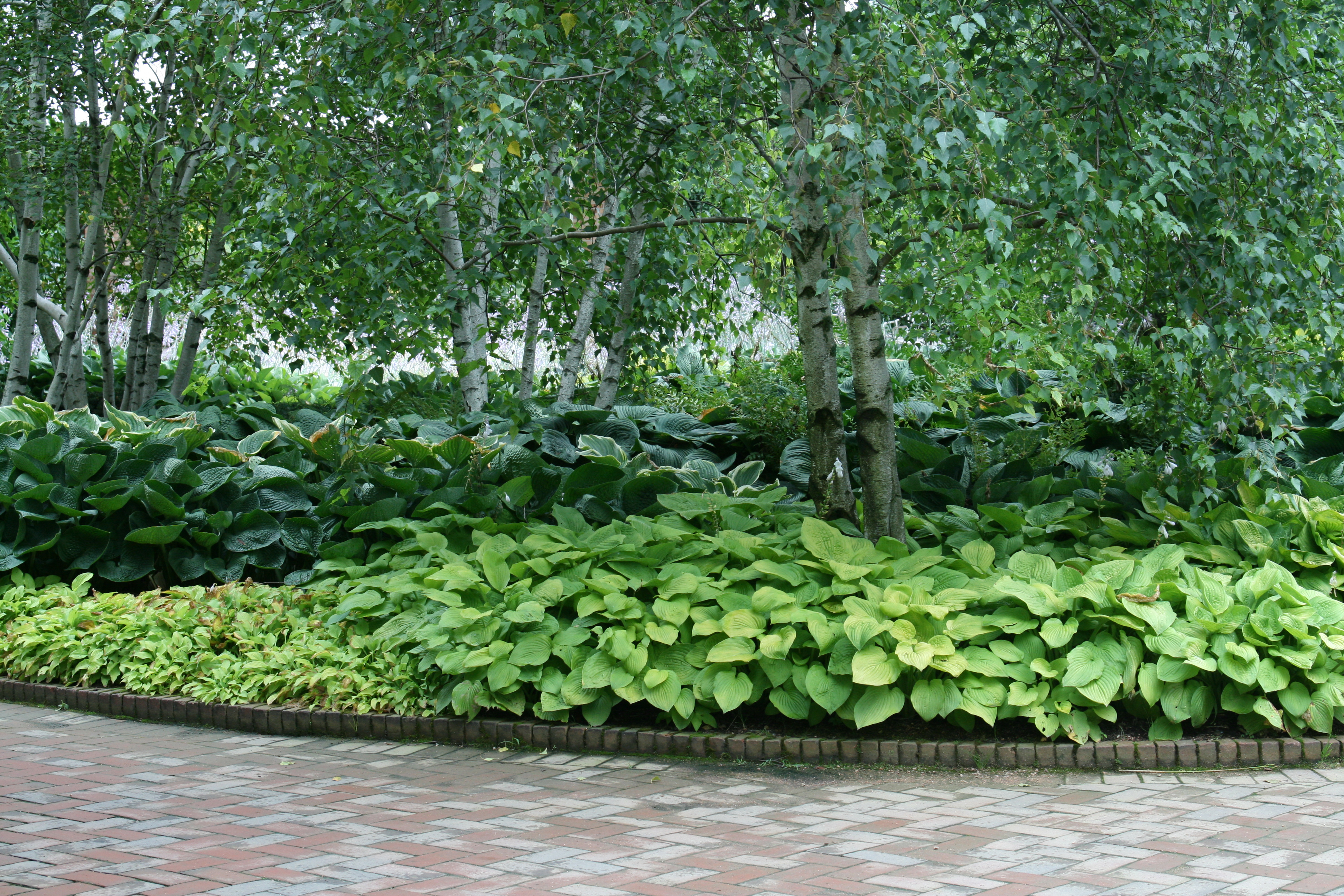 Hosta garden