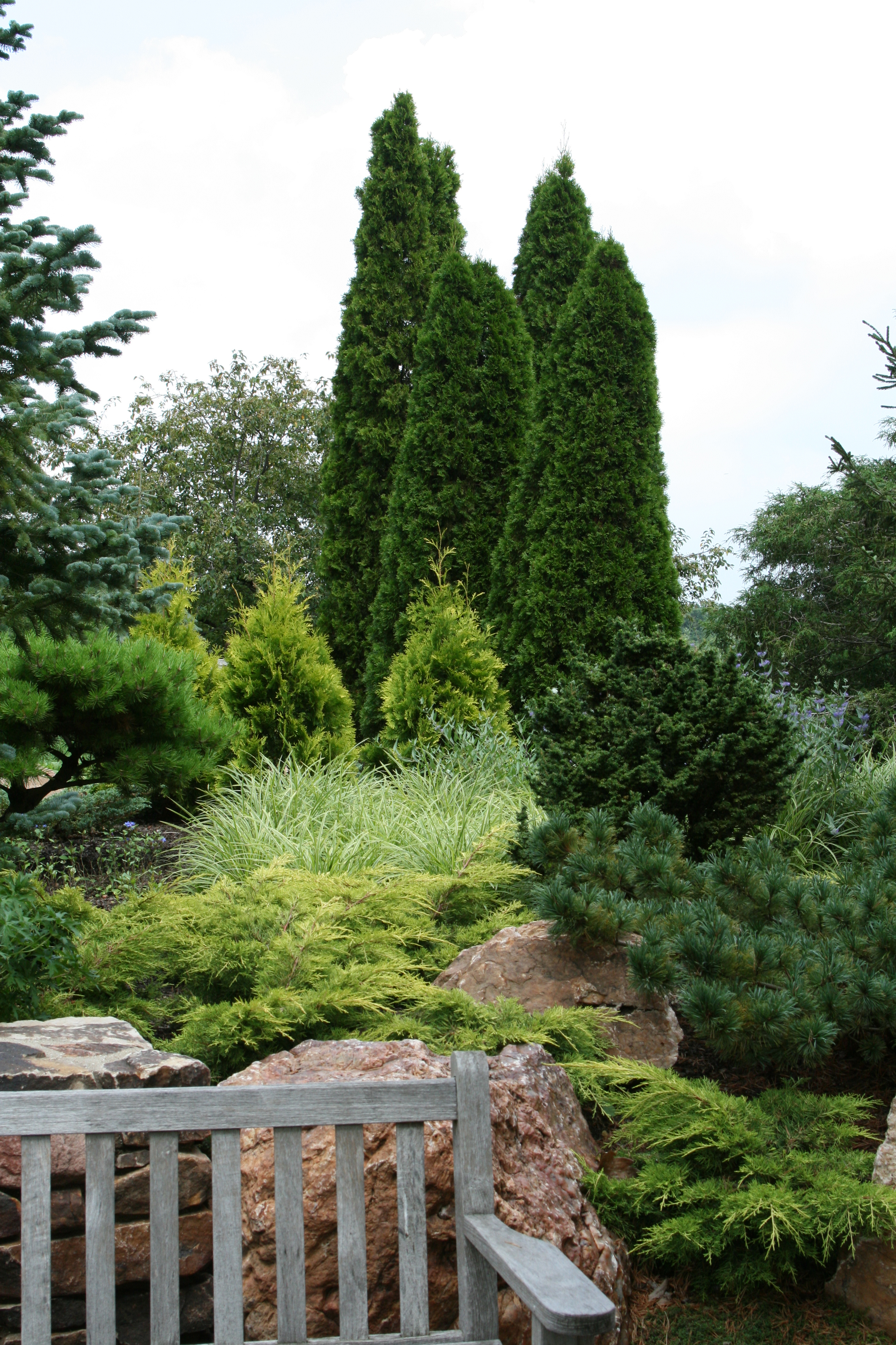 evergreens and grass