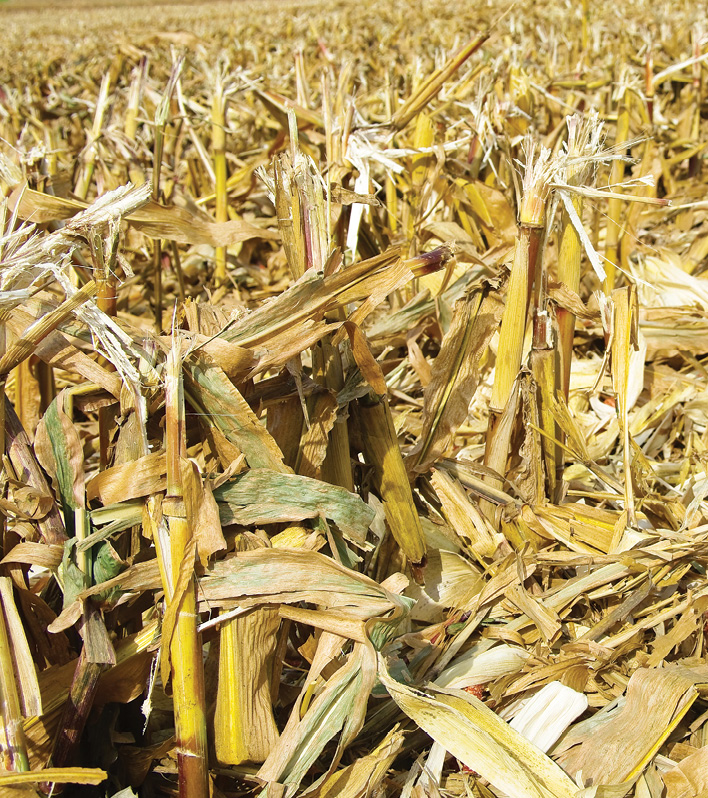 Making corn stover more digestible AURI