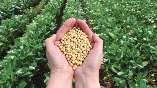 hands cupped holding seed over a green field