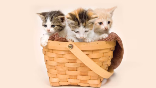three kittens inside a basket