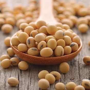 The Amazing Chickpea