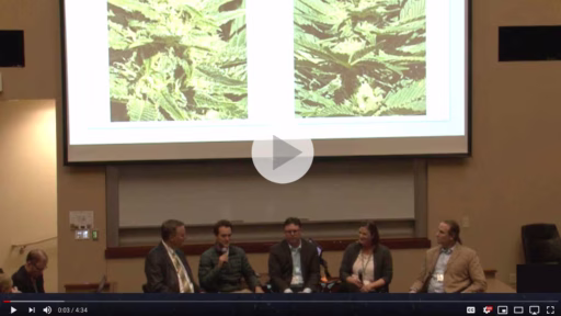 Building an Industrial Hemp Industry in Minnesota: Beyond the Hype