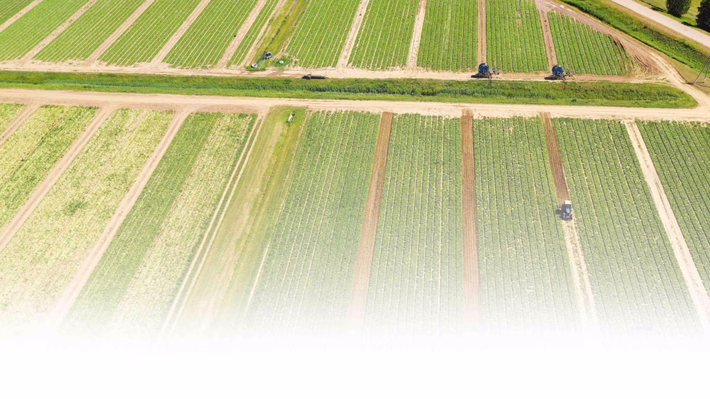 field