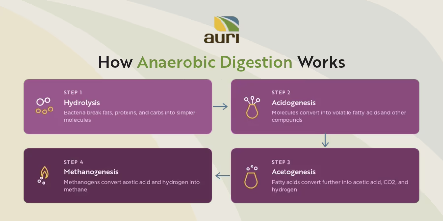 Four steps of anaerobic digestion: hydrolysis, acidogenesis, acetogenesis, and methanogenesis.